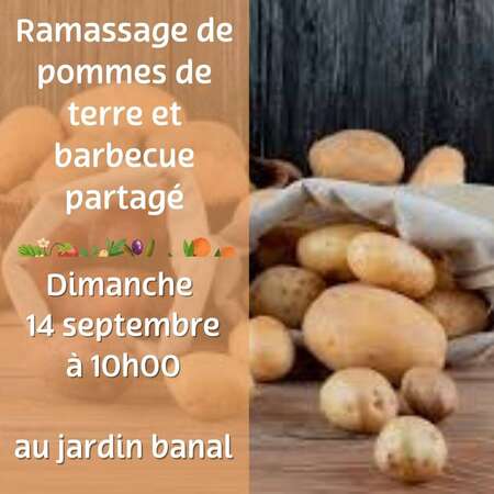 Ramassage de pomme de terre et barbecue partagé
