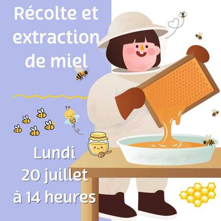 Récolte et extraction de miel.